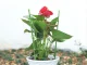 Round Ring Plant and Flower Support, 60 cm, Green