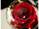 Eternal Rose in Glass Dome with LED Light, Red