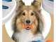 Interactive Dog Puzzle Toy for Treats Brain Game and Chew Toy