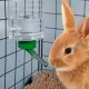Ball Drinking Bottle for Small Pets 1000ml