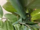 Plant Support Pole, Straight 150 cm / 11 mm, Green