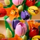 LEGO Botanicals 11501 Tulip Bouquet
