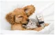 Oneisall P2 Pet Trimmer / Clippers + Scissors + Comb Set (Gold)