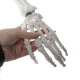 Anatomical model of the human skeleton 170 cm, on a stand
