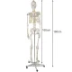Anatomical model of the human skeleton 170 cm, on a stand