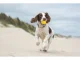 Squeaky Rubber Dog Ball Chew Toy with Funny Face, 6.5 cm
