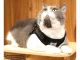Soft Harness with Leash for Dogs and Cats, Reflective, Black, XS