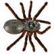 RC Tarantula Spider with Remote Control, Brown