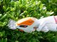 Cordless Grass and Shrub Shears 2-in-1, White/Orange