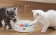 Interactive 3-in-1 Cat Toy Rojeco RWJTY823-02 Dual Power