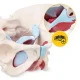 Female Pelvis Anatomy Model 4FIZJO with Muscles and Organs 1:1