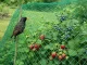 DIVODV Anti-Bird Protection Net for Garden & Trees, 2x5m