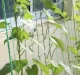 Gardlov Plant Support Net for Climbing Plants 2x10m, Green