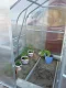 Greenhouse frame KLASIKA STANDART 5 with foundation 2.5x2m, without coating