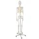 Anatomical model of the human skeleton 170 cm, on a stand
