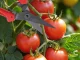 Garden pruner for grafting trees and shrubs, 19x10 cm