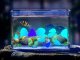 Fluorescent Lighting Stones, Glowing Pebbles, Blue, Pack of 100