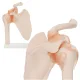 4Fizjo Anatomical Shoulder Joint Model with Ligaments, 1:1 Scale