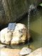 Solar Fountain Pump for Pond ZD70F, Black