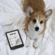 PocketBook Verse eReader eBook 8GB, Mist Grey