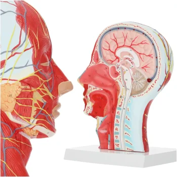 4FIZJO Human Head Cross Section Anatomical Model 1:1 Scale