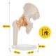 4Fizjo 1253 Anatomical Hip Joint Model with Ligaments, 1:1, White