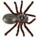 TARANTULA SPIDER REMOTELY CONTROLLED + Remote