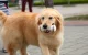 Interactive Dog Toy Cheerble Wickedbone