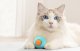 Rojeco Sensor Play Ball Toy for Dog Cat, Blue