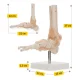 4FIZJO 1:1 Life-Size Ankle Joint Anatomical Model with Ligaments