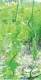 Spiral Plant Support Stake 120 cm, Ø 11 mm, Green