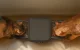 Oneisall PF09 Automatic Double Pet Feeder 5L with Dual Bowls