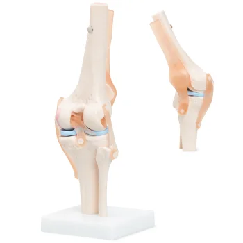 4Fizjo 1073 Anatomical Knee Joint Model 1:1