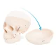 4FIZJO Human Skull Anatomical Model 1:1 Scale