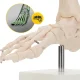 4Fizjo Ankle Joint and Foot Anatomical Model 1:1, White