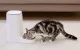 Automatic Pet Feeder Rojeco PTM-003 4L Button Version Single Bowl