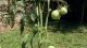 Spiral Metal Plant Support Stake 180 cm x 7 mm, Green