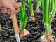 Wooden Dibber with Measuring Scale for Bulbs and Seedlings, 28 cm