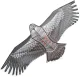 XXL eagle kite, 200 cm wingspan, colorful