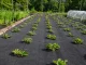 DIVODV Black Weed Control Fabric 50g/m², 1.5x30m
