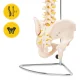 4FIZJO Human Spine Model with Pelvis 1:1 Scale