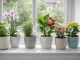 Automatic Plant Watering Globes System 8 Pack, transparent