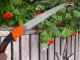 Manual Garden Saw for Branches and Wood with Sheath