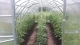 Greenhouse Baltic Lt 3X10M With 6Mm Polycarbonate; 4779037491292