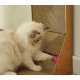 Purlov Cat Corner Scratcher with Toy Cardboard Scratching Post