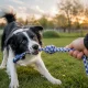 Dog Rope Toy with Loop, 40 cm