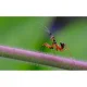 Laowa CA-Dreamer 100mm f/2.8 Macro 2:1 Lens for Canon EF Manual