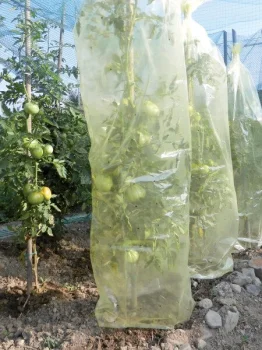 Tubular Tomato Ripening Film MR. TOMATO, 0.6 x 10 m, Yellow