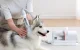 Grooming vacuum cleaner from hair for pet care HomeRunPet HC15, white