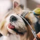 Grooming Kit Haircut Scissors for Dogs and Cats + Accessories